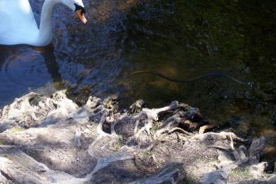 Čiotkas natrix natrix;)