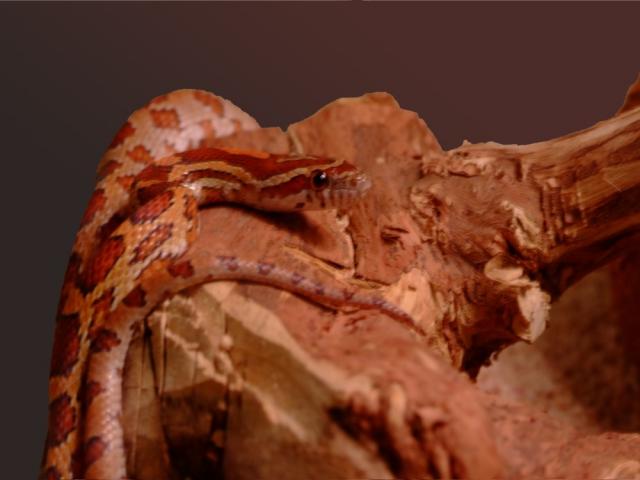 Elaphe guttata