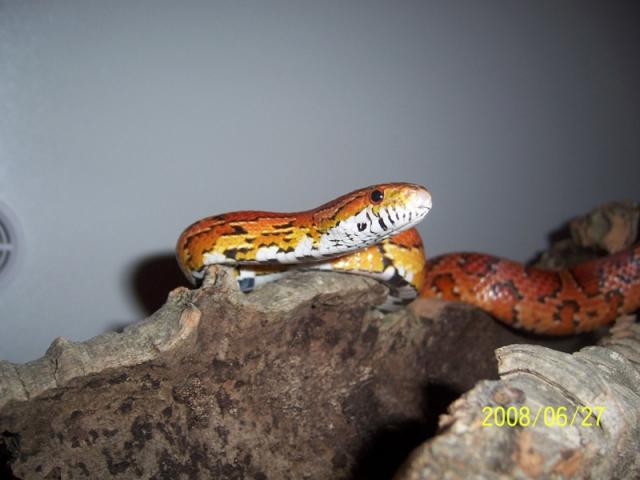 Pantherophis guttatus