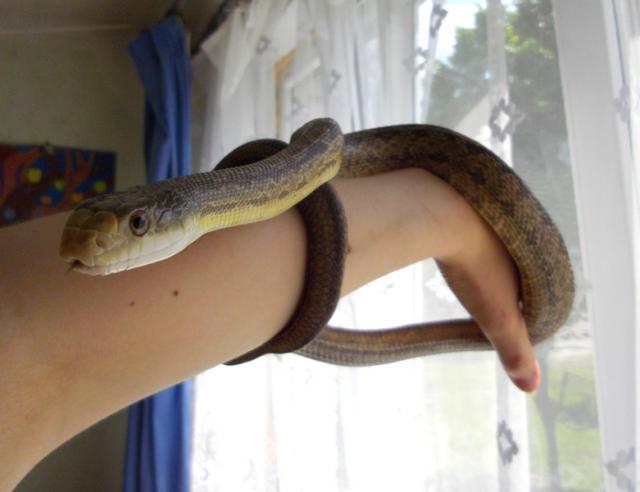 Elaphe obsoletus