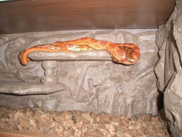 Kukuruzu seima :)