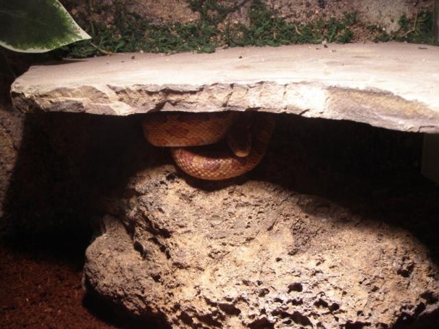 Pantherophis guttatus