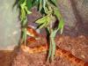 snake01_t1.jpg