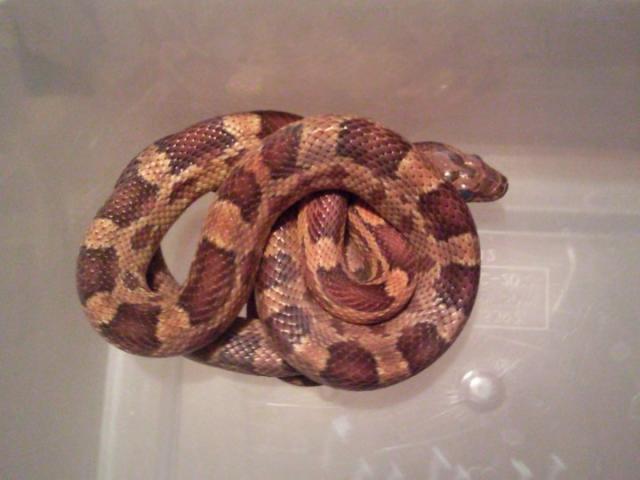 Pantherophis guttatus