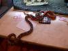 snakes_t1.jpg