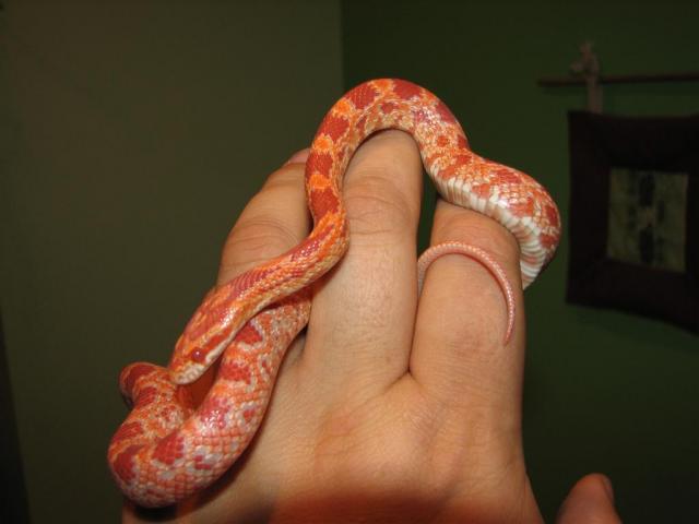 Amelanistic Motley Corn Snake