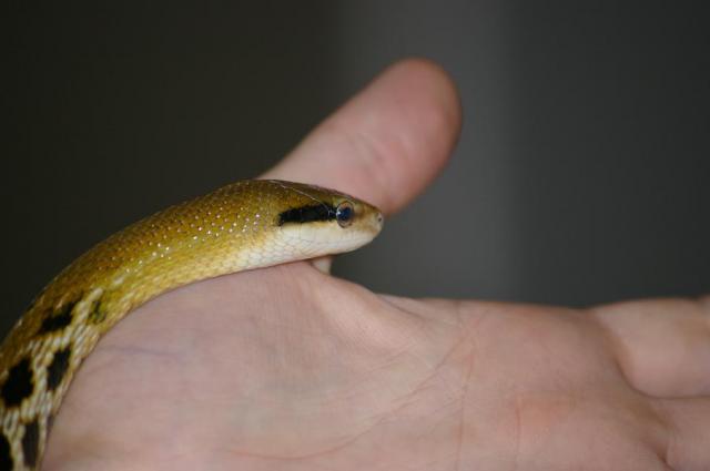 Orthriophis taeniura friesi