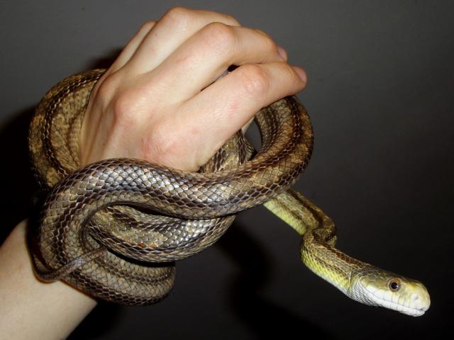 žiurkinis žaltys 