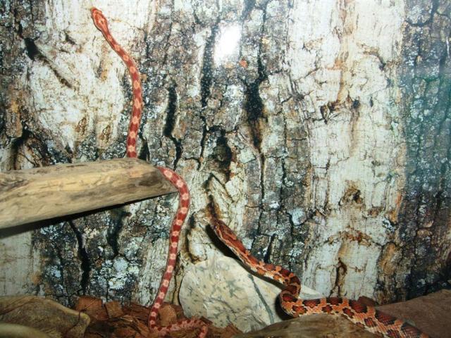 P. guttatus