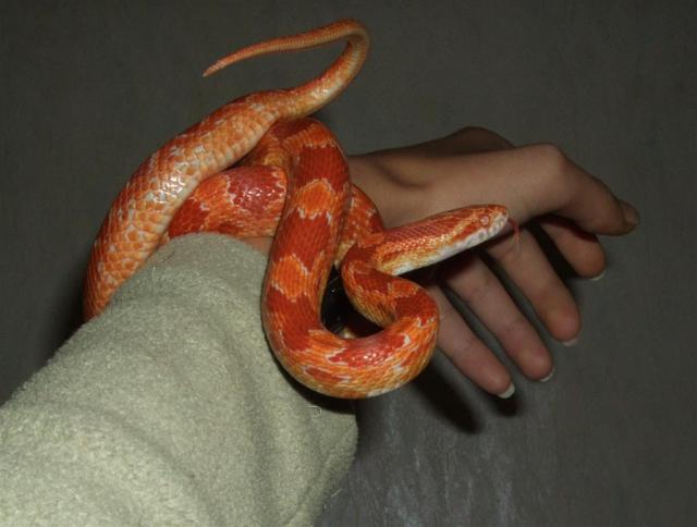 P.guttata