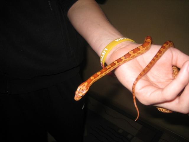 Corn snake 