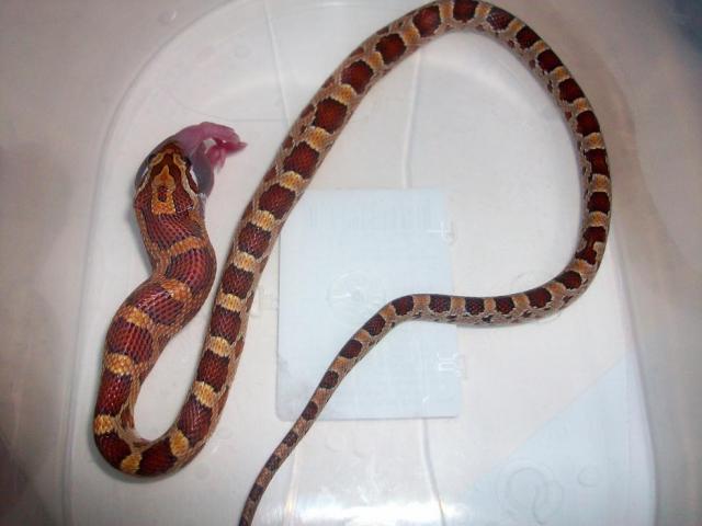corn snake