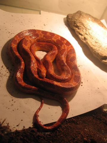 Naujas augintinis