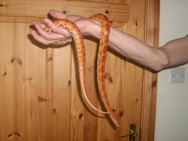 zalcius