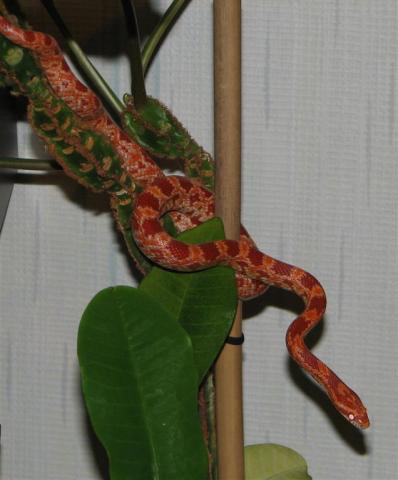 Pantherophis guttata