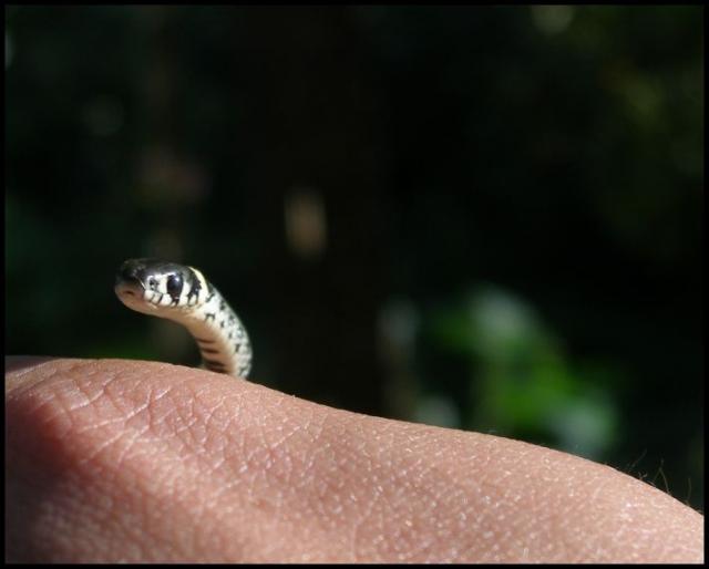 Natrix
