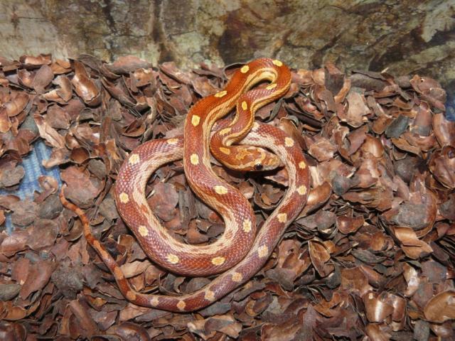 Pantherophis guttatus