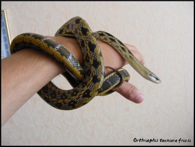 Orthriophis taeniura friesi  