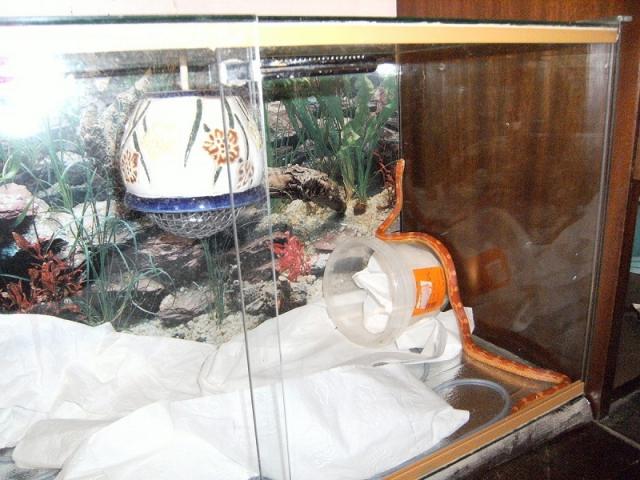 P.gutattus