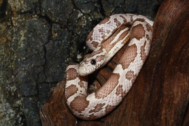 P. guttatus