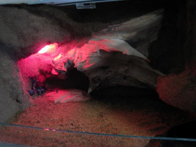 Pandinus imperator