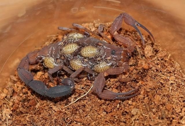 T.magnimanus