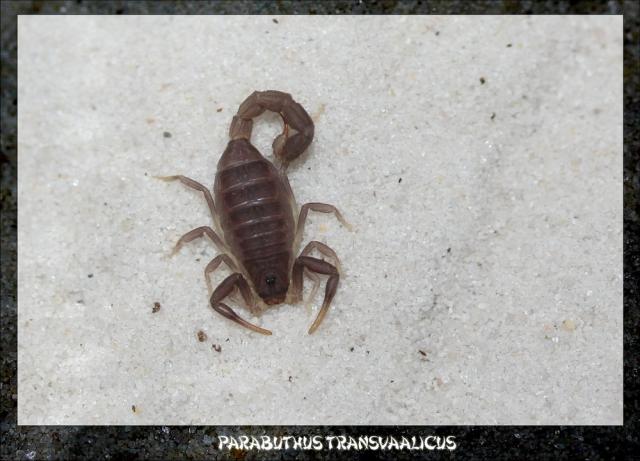P. transvaalicus