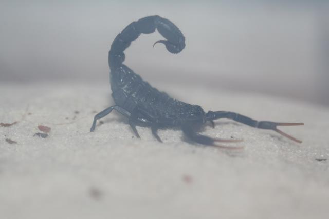 Hottentotta judaicus