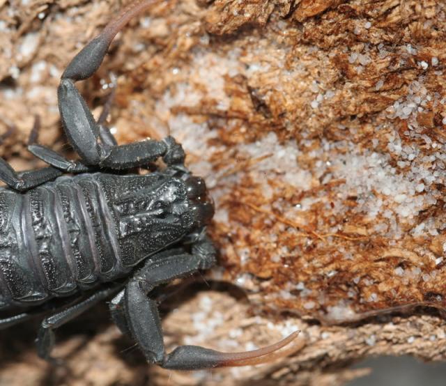 H. judaicus