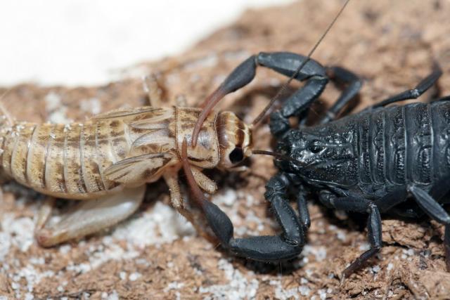 H. judaicus