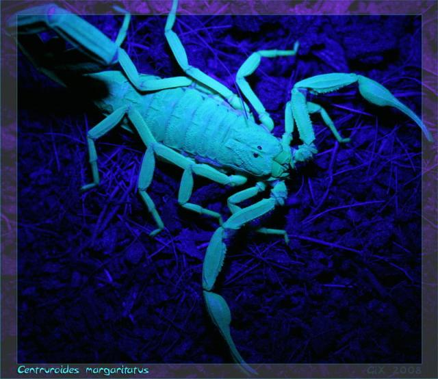 Black light
