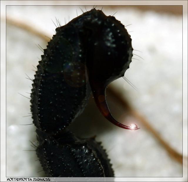 H. judaicus