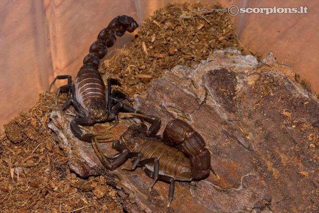 Androctonus bicolor