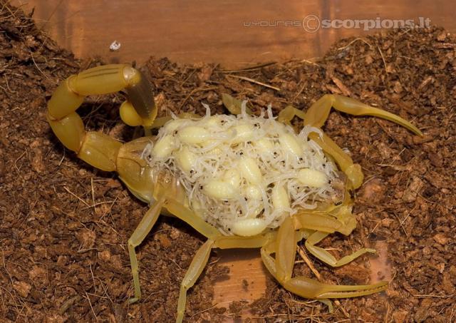 Leiurus quinquestriatus