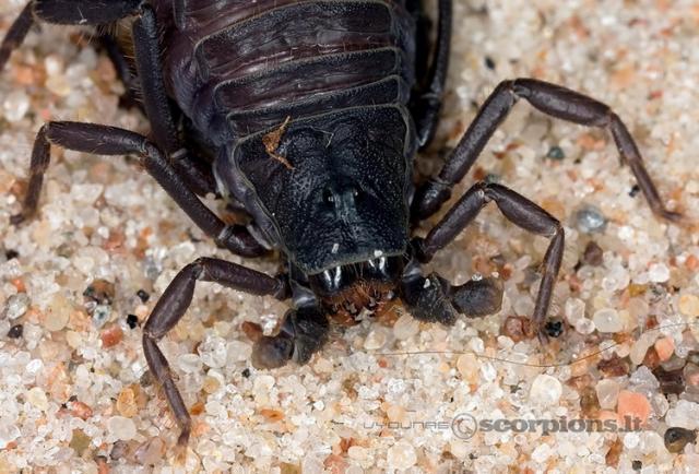 Parabuthus villosus black morph