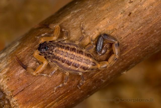 Tityus ecuadorensis