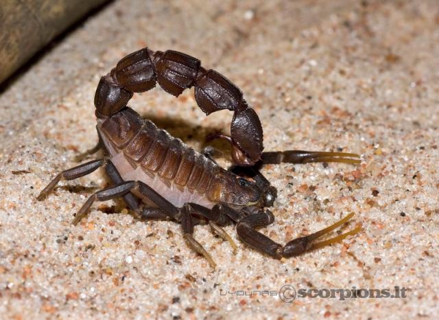 Androctonus bicolor