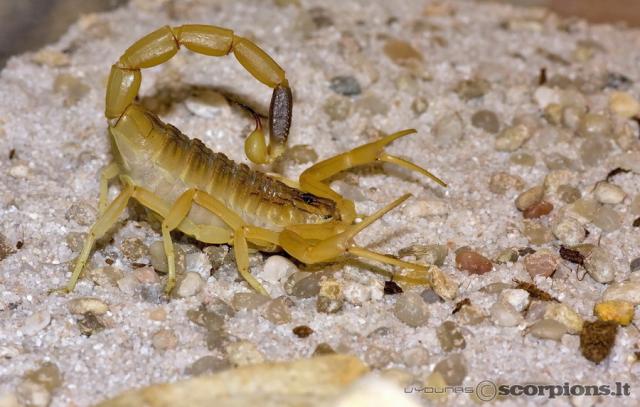 Leiurus quinquestriatus (deathstalker)