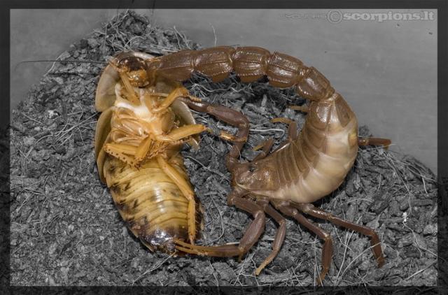 Androctonus bicolor