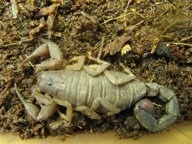 Grosphus madagascariensis
