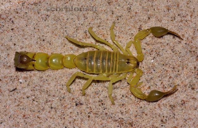 Androctonus australis australis Tunisia
