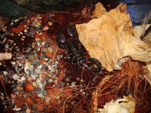 p.imperator