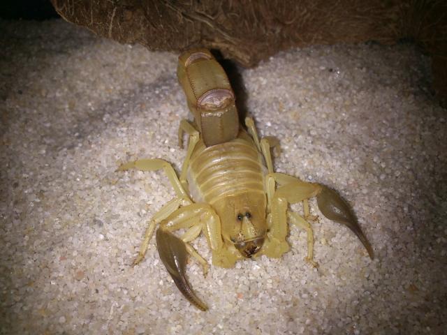 Androctonus australis tunisia