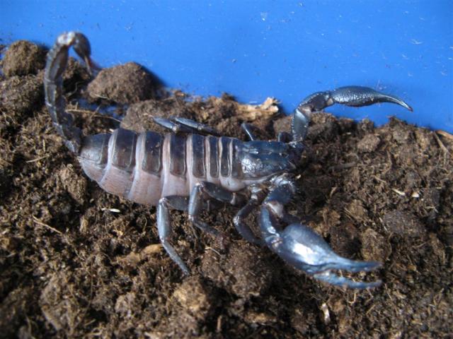 H. spinifer