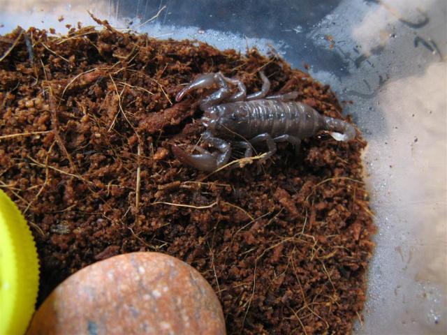 P. imperator