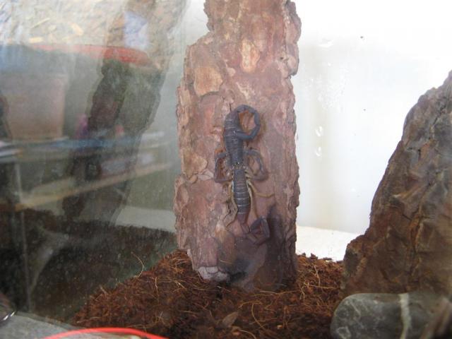 C. margaritatus poravimas