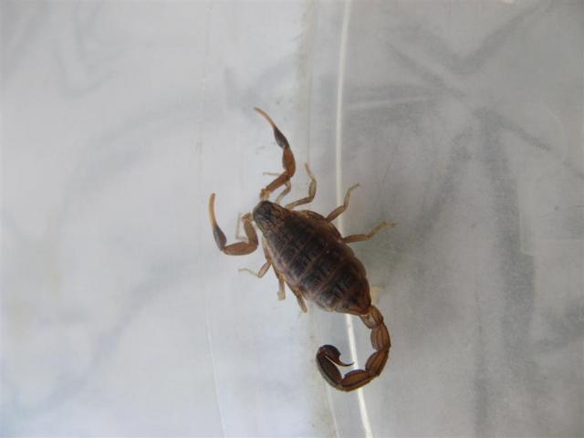 Šviežiena