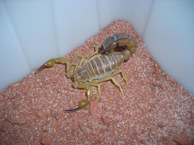 Androctonus australis