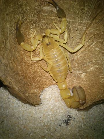 Androctonus australis tunisia