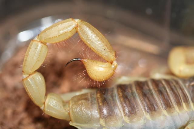 H. arizonensis